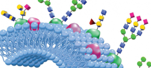 BioLC_GlycanPac HPLC a UHPLC kolóny